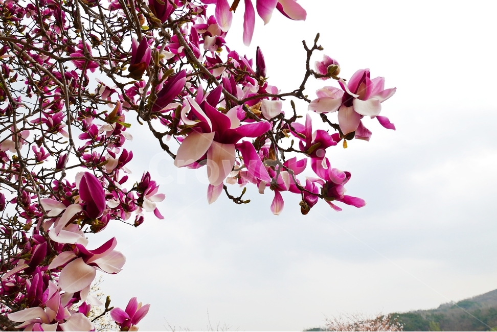 목련꽃,목련,자목련,봄꽃,꽃,꽃잎,잎,잎사귀,자주색,나무,나뭇가지,초록색,녹색,배경,탐스런,봉우리,꽃봉우리,봉오리,꽃봉오리,새싹,봄,큰꽃잎,하늘,마을,전원풍경,군락,봄,계절,spring,season,식물,자연,plants,nature,꽃,flower,plant,blossom,cherry blossom,벚꽃,petal