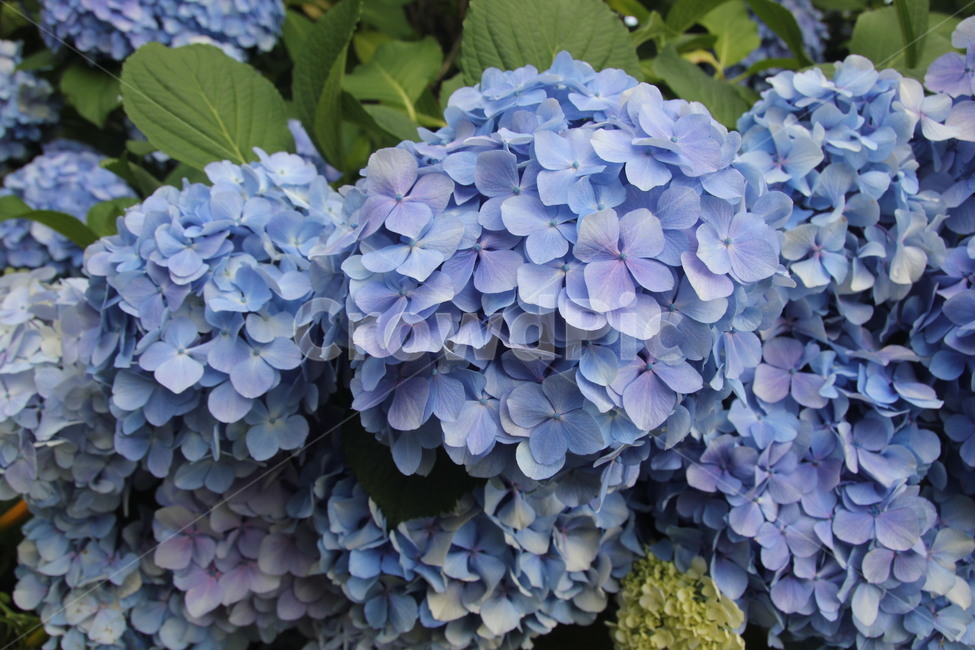blue flower,environment,nature,hydrangea,leaf,flower
