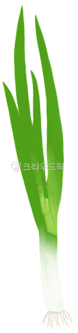 대파, 파, 대파일러스트, 대파그림, 대파한대, 사진,이미지,일러스트,캘리그라피 - Oseleta작가