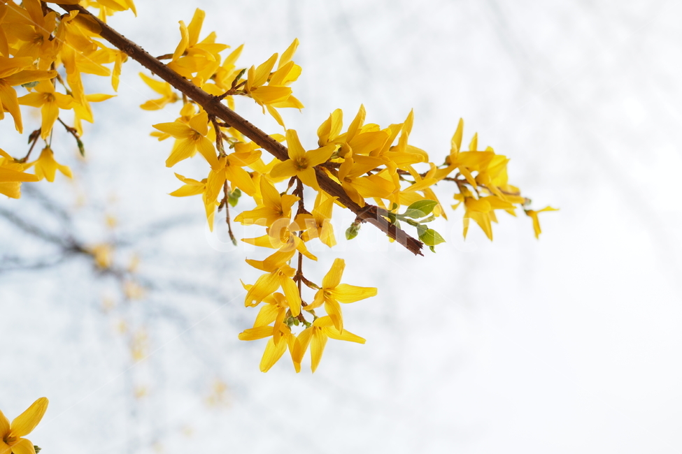 개나리,봄,꽃,노란색,봄꽃,자연,spring,flower,하늘,나무,나뭇가지