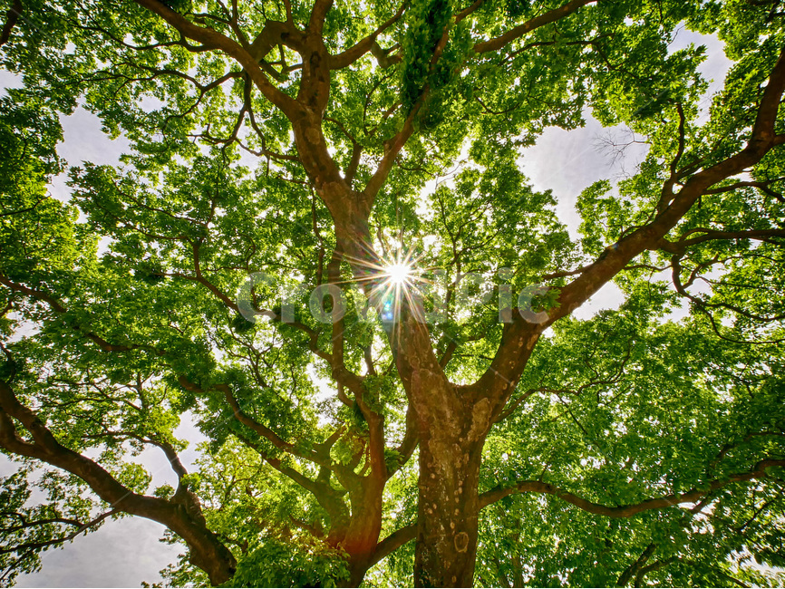 나무,햇빛,빛갈라짐,자연,초록,자연풍경,풍경,식물,자연,plants,nature,나무,trees,wood,휴식,힐링,rest,relaxation,healing