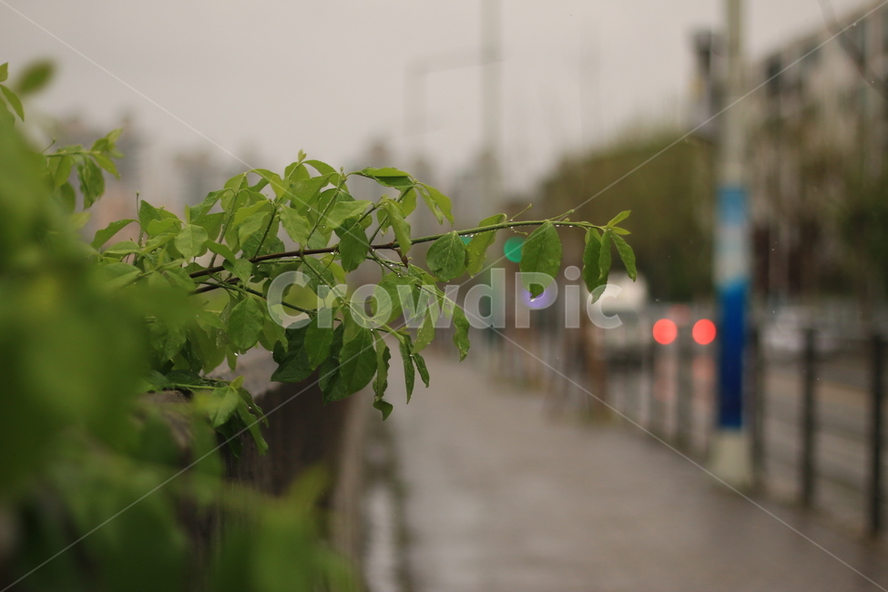 꽃,물방울,잎,빗방울,덩굴,비,전봇대,차,담쟁이덩굴,불빛,인도,rain,raindrop,leaf,car,light,boston,식물,자연,plants,nature
