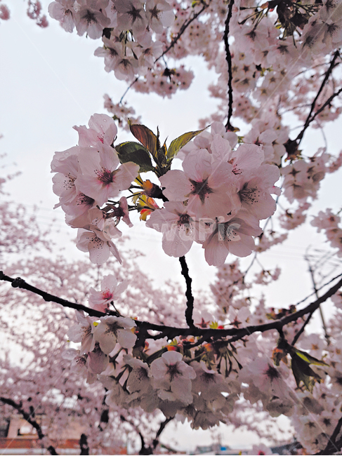 벚꽃,cherryblossom,blossom,꽃,벚꽃축제,진해,식물,plant,flower,자연,식물,자연,plants,nature,꽃,flower,나무,trees,wood