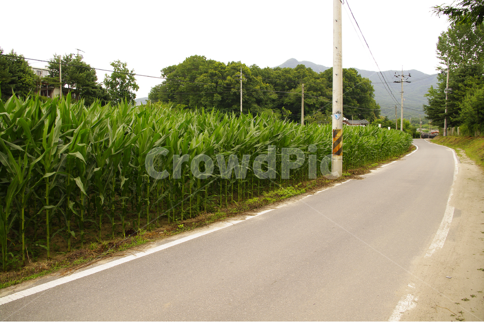 시골,시골길,전봇대,나무,길,옥수수밭,시골,마을,풍경,landscape,country,rural,town,교통,교통수단,traffic,transportation