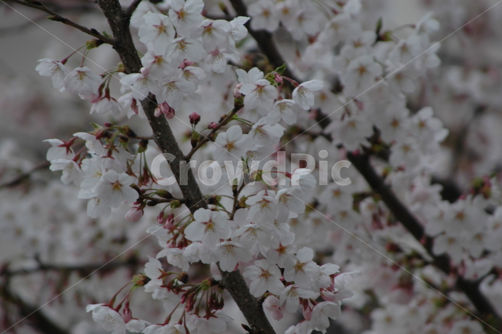봄,벚꽃,벚꽃축제,벚꽃개화,만개한벚꽃,봄,계절,spring,season,plant,식물,blossom,꽃,flower,cherry blossom