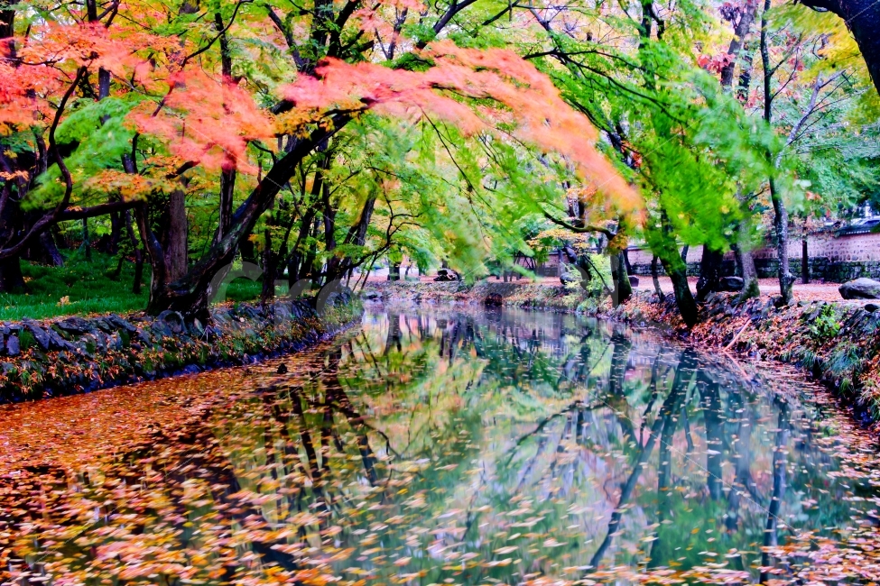 고창,선운사,도솔천,가을,만추,가을비,바람,낙옆,계곡,단풍,반영,자연,풍경,nature,landscape,가을,계절,fall,autumn,season,outdoors,옥외,land,땅,water,물,tree,나무,plant,식물