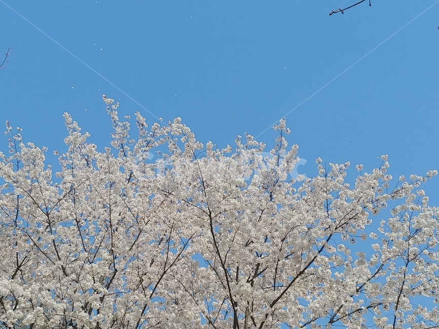 벚꽃,벚꽃사진,봄,하늘,파란하늘,벚꽃나무,봄,계절,spring,season,식물,자연,plants,nature,꽃,flower,plant