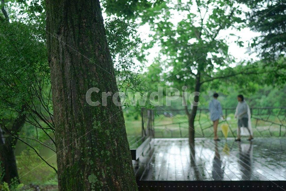 비오는날,비,사람들,뒷모습,촉촉,수목원,산책,초록,식물,자연,plants,nature,나무,trees,wood