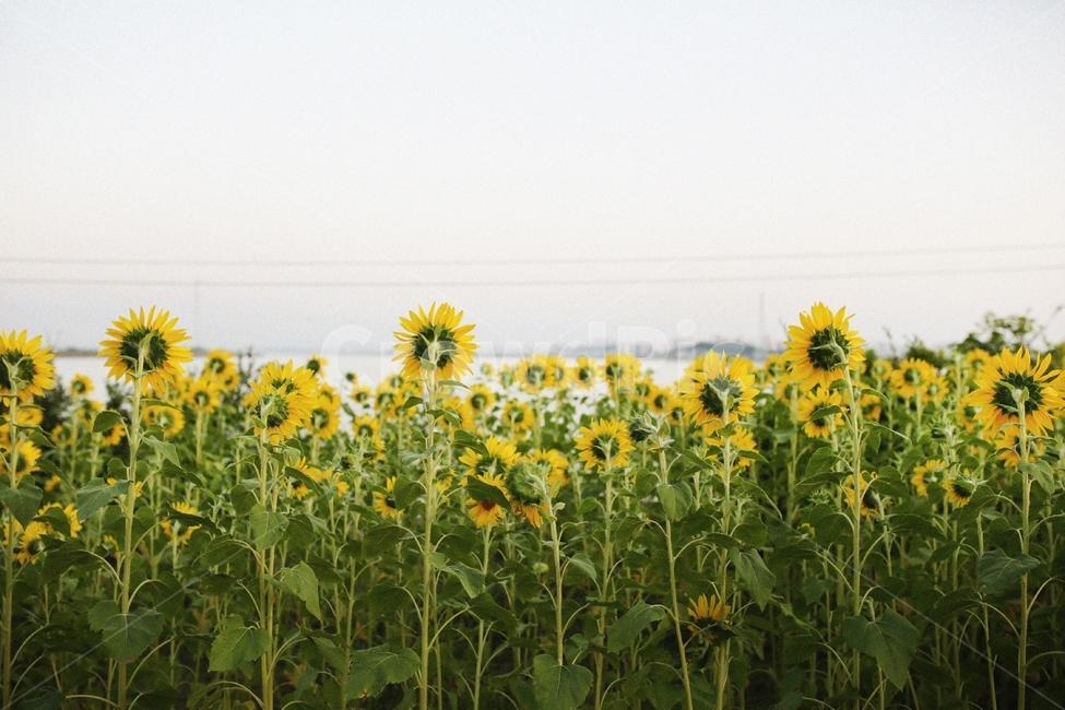 해바라기,해질녘,일몰,가을꽃,노을,해바라기밭,꽃,가을나들이,나들이,감성사진,plant,식물,flower,blossom,식물,자연,plants,nature,꽃,flower