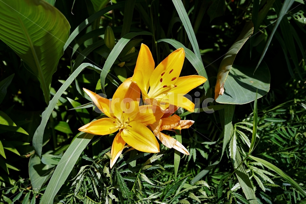 백합꽃,향기,암술,식물,원예,정원,식물,자연,plants,nature,꽃,flower