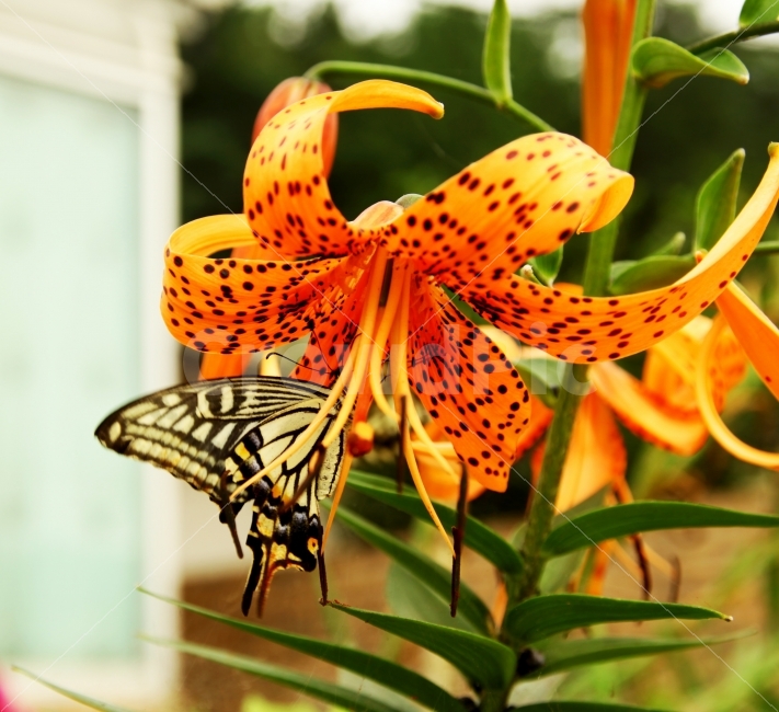 누끼,나리,봄,호랑나비,꽃,먹이,꿀,공생,식물,자연,plants,nature,동물,animal,곤충,벌레,insect,bug,꽃,flower
