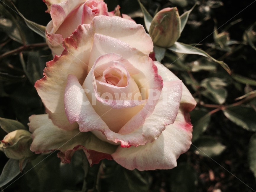 장미,꽃,rose,flower,접사