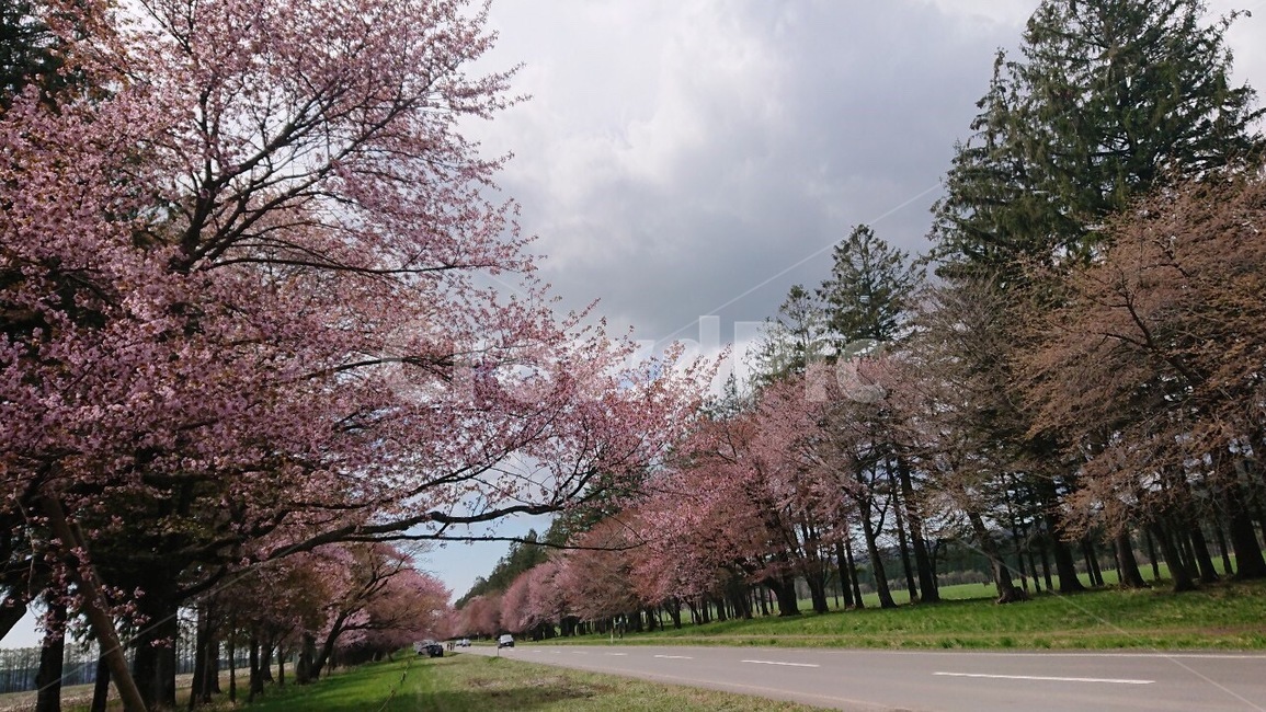 plant,식물,flower,blossom,꽃,벚꽃,공원,산책,자연,풍경,nature,landscape