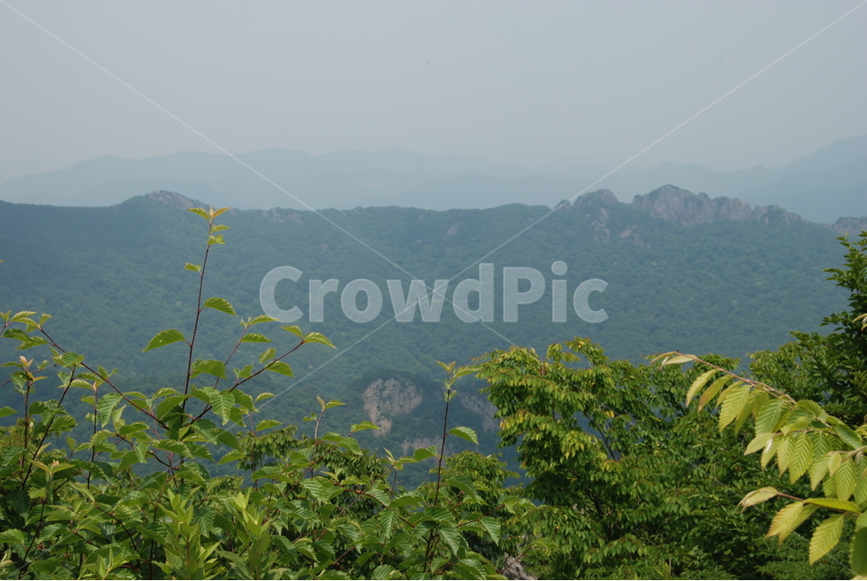 신선봉,내장산,봄,휴양림,자연,자연,풍경,nature,landscape,outdoors,옥외