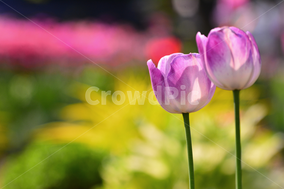 서울숲,튤립,봄꽃,tulip,봄이미지,봄날,spring,튤립축제,구근식물,flowers,식물,아름다운,공원,꽃축제,배경,바탕,beautiful,예쁜,화려한,가든,화단,정원,garden,연분홍색,핑크색,두송이,보케,봄,계절,spring,season,식물,자연,plants,nature,꽃,flower,plant