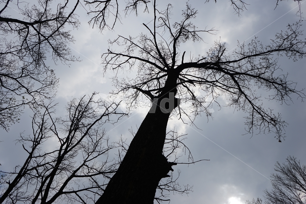 나무,나뭇잎,우울,외로움,하늘,구름,자연,tree,leaves,alone,lonely,sky,nature,실루엣,silhouette,loneliness,lonesomeness,가지,branch,자연,풍경,nature,landscape,나무,trees,wood,plant,식물,tree trunk,나무 줄기