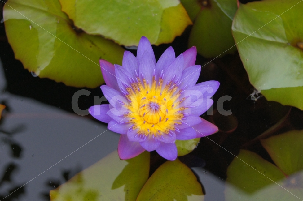 꽃,꽃사진,연꽃,가을꽃,예쁜꽃,식물,자연,plants,nature,꽃,flower