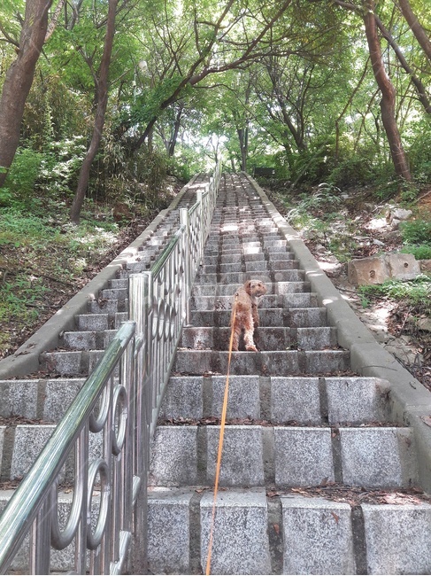강아지,산책,시원함,여름,편안함,푸들,동물,animal,포유류,mammal,개,강아지,dog,doggy