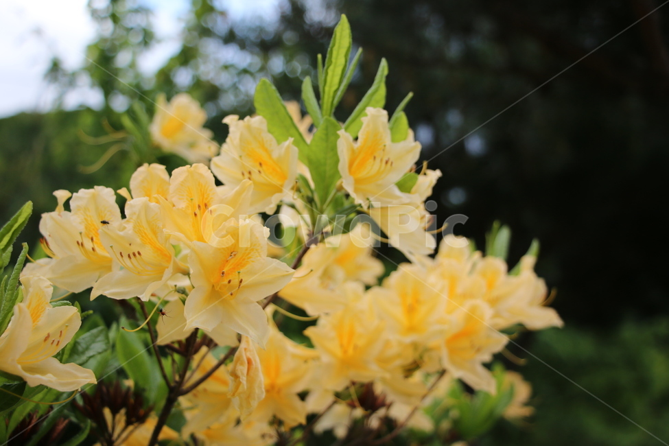 야생화,꽃,식물,자연,산,blossom,flower,plant,노란색,노란꽃,봄꽃,봄,계절,산속,줄기,식물,자연,plants,nature