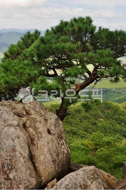 소나무,식물,바위,산,숲,자연,야외,노송,tree,treetrunk,나무줄기,rock