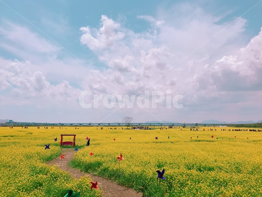 유채꽃,꽃,풍경,봄,하늘,꽃놀이,축제,4월,5월,부산,구름,봄,계절,spring,season,outdoors,옥외,grassland,목초지,field,들,nature,자연,farm,농장,rural,농촌,meadow