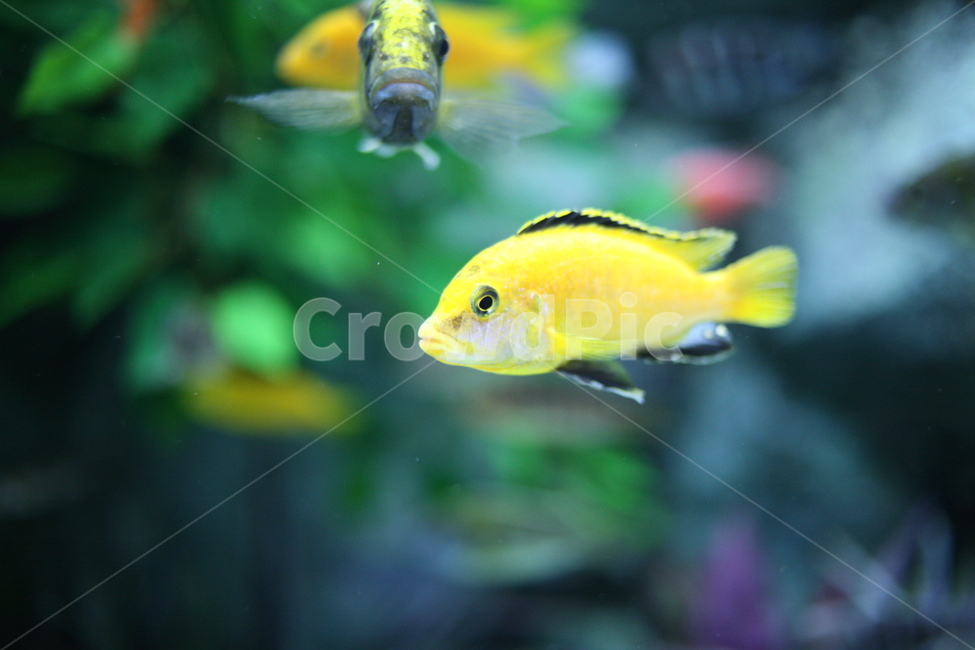 fish,물고기,animal,동물,수조