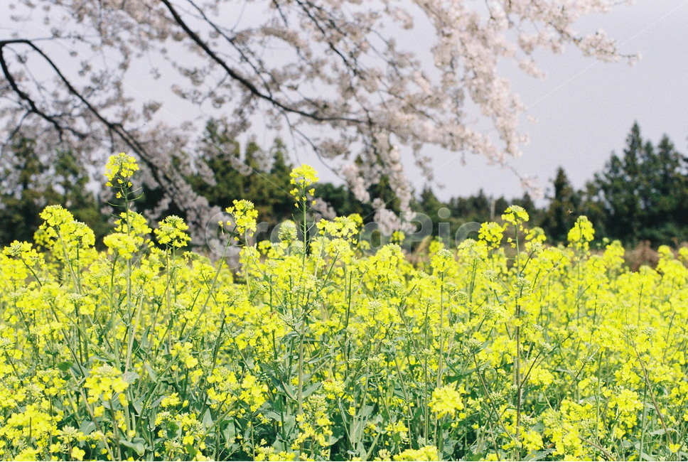 필름사진,제주,가시리,벚꽃,유채꽃,녹산로,꽃,봄,계절,spring,season,풍경,자연풍경,nature,아날로그,film,필름,식물,자연,plants,nature,꽃,flower
