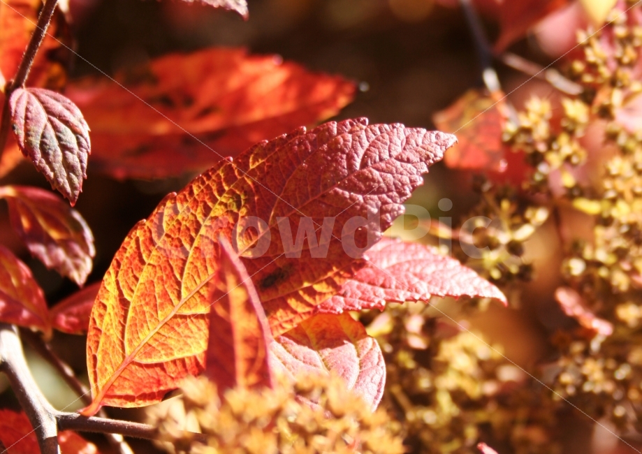 외국,나무,나뭇잎,잎사귀,가을,계절,맑음,햇살,자연,식물,자연,plants,nature,가을,계절,fall,autumn,season,leaf,잎,plant