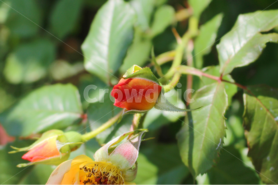 감성사진,자연,하늘,꽃,장미,색감,보정,flower,sky,summer,nature,식물,자연,plants,nature,꽃,flower