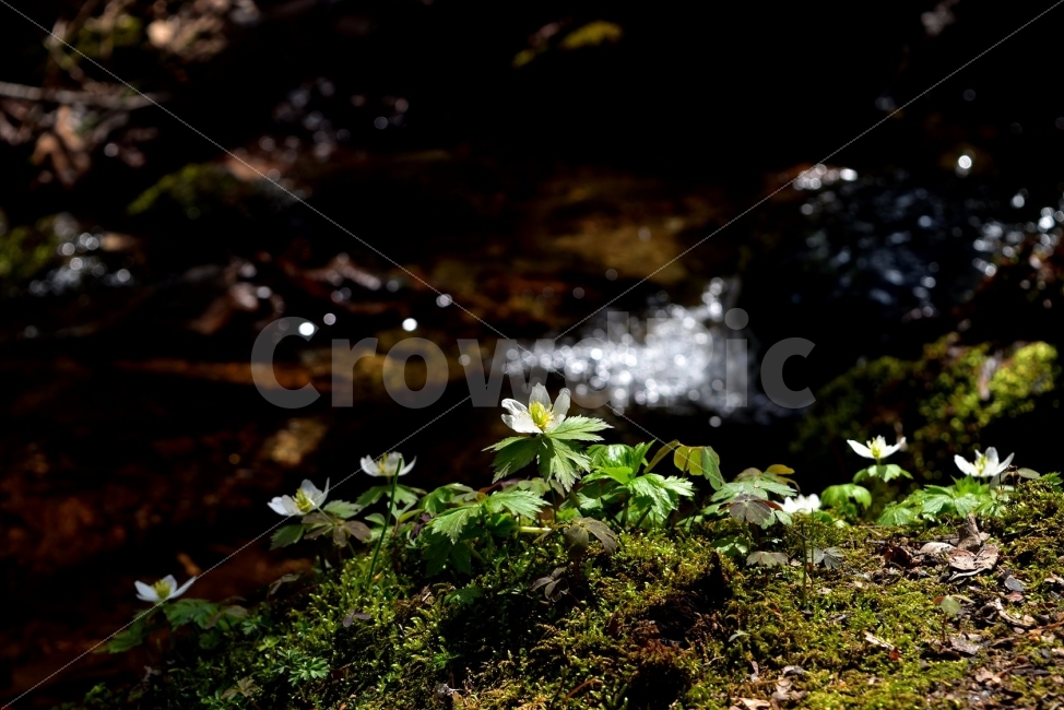 모데미풀,봄,야생화,꽃,청태산,강원도,봄꽃,고산야생화,감성,wildflower,산꽃,봄야생화,계곡,이끼,꽃말,슬픈추억,아쉬움,MegaleranthissaniculifoliaOhwi,금매화아재비,운봉금매화,식물,자연,식생,생태,식물,자연,plants,nature,꽃,flower,휴식,힐링,rest,relaxation,healing