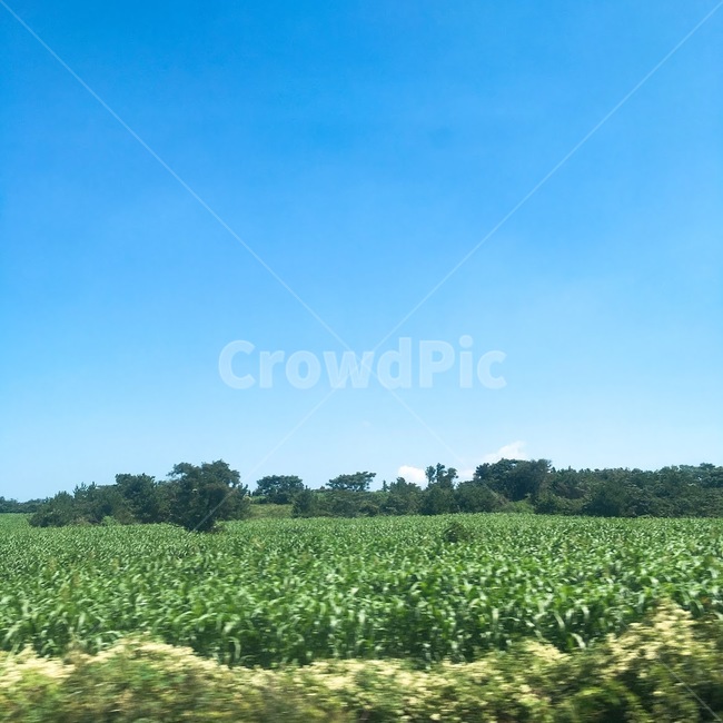 제주도,밭,하늘,자연,nature,jeju,sky,자연,풍경,nature,landscape,outdoors,옥외