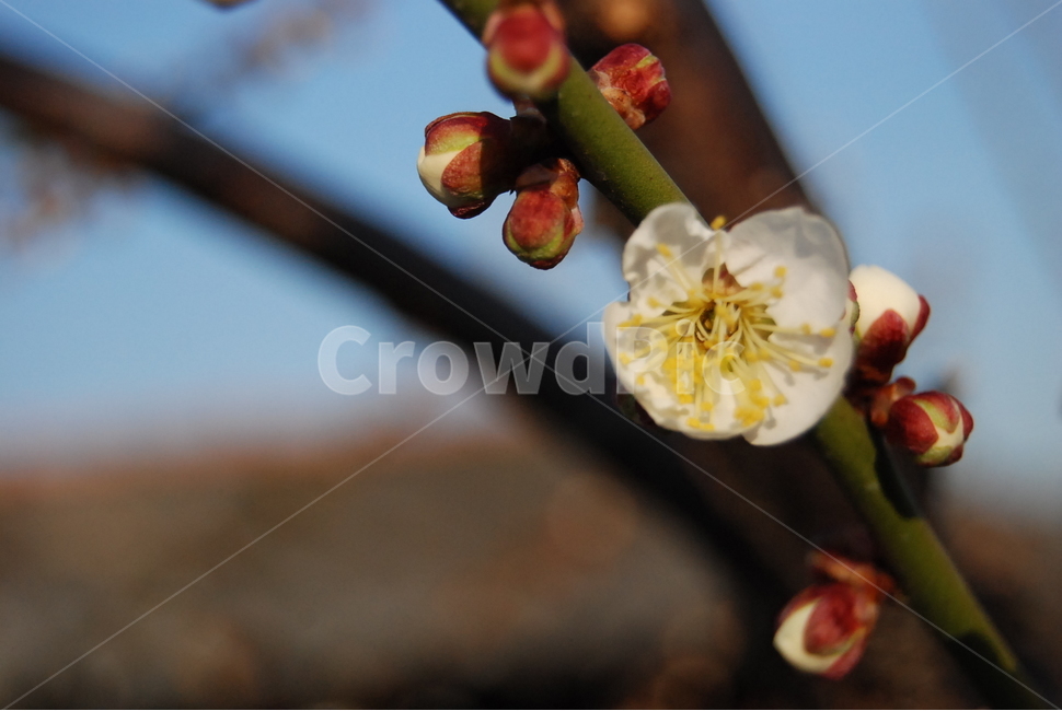 꽃,매화,꽃송이,꽃망울,flower,매화꽃,흰꽃,식물,자연,plants,nature,꽃,flower