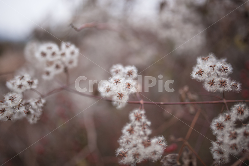 겨울,들풀,식물,botanical,자연,풍경,겨울,계절,winter,season,식물,자연,plants,nature