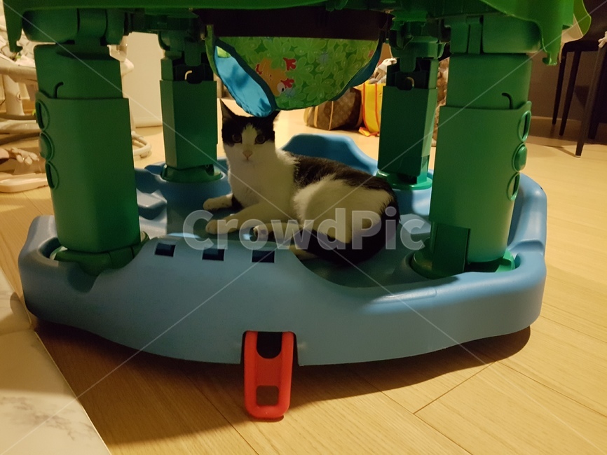 고양이,코숏,검정색,흰색,핑크,cat,cute,점프루,동물,animal,포유류,mammal,고양이,cat,kitten,kitty