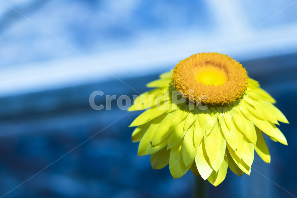 꽃,작은꽃,귀여운꽃,작고귀여운꽃,예쁜꽃,식물,자연,plants,nature,꽃,flower