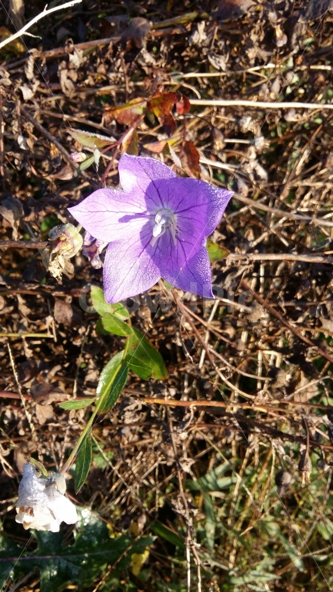 할미꽃,꽃,가을꽃,야생화,자연,가을,보라색,식물,자연,plants,nature,꽃,flower