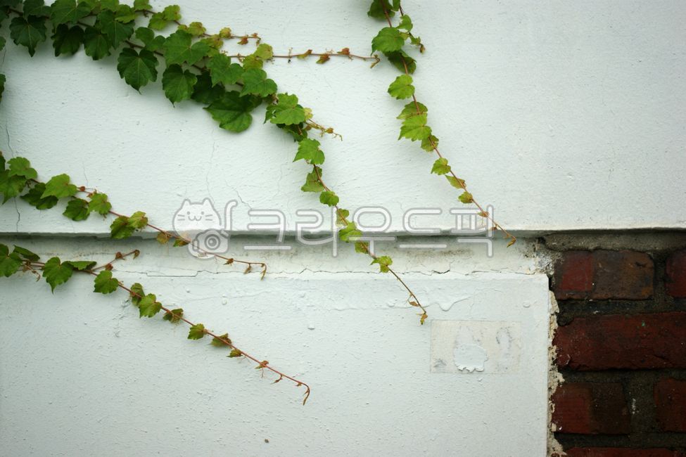 rock,leaves,white,brick,vine,nature,tree,leaf,ivy,flower,stone,White,plant,wall,fence