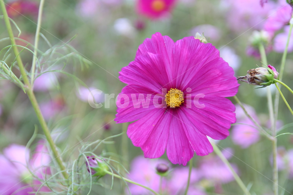 plant,식물,화분,꽃,자연,코스모스,가을,식물,자연,plants,nature,꽃,flower