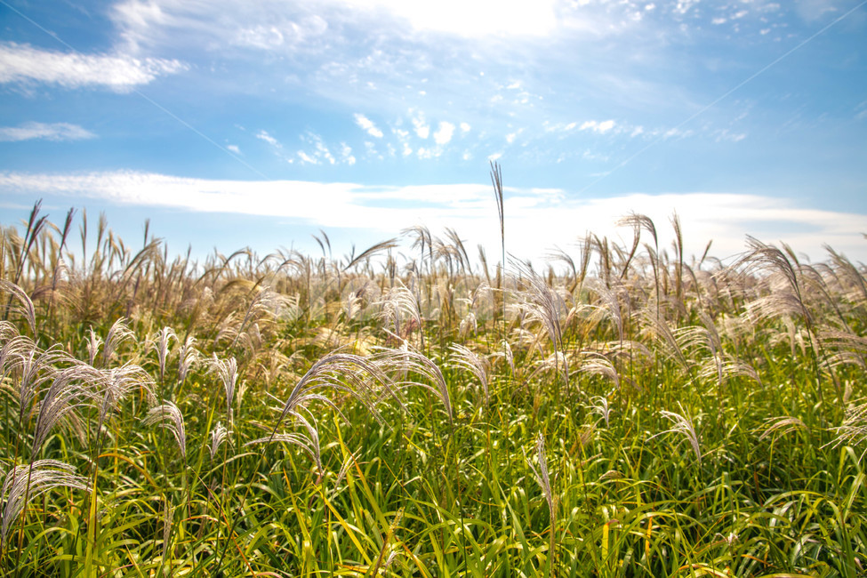 공원,하늘공원,식물,억새,억새풀,가을,계절,fall,autumn,season,자연,풍경,nature,landscape,field,들,grass,잔디,plant,outdoors,옥외,grassland,목초지