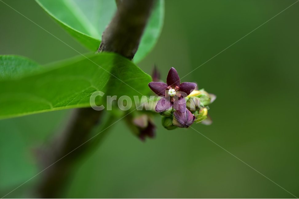 덩굴박주가리,야생화,꽃,식물,자연,생태,플라워,flower,plants,nature,접사,마이크로,식물,자연,plants,nature,꽃,flower