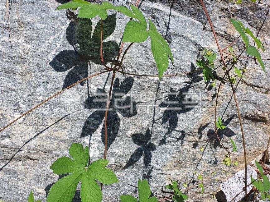 cute leaves,pretty leaf,leaf,fresh leaves