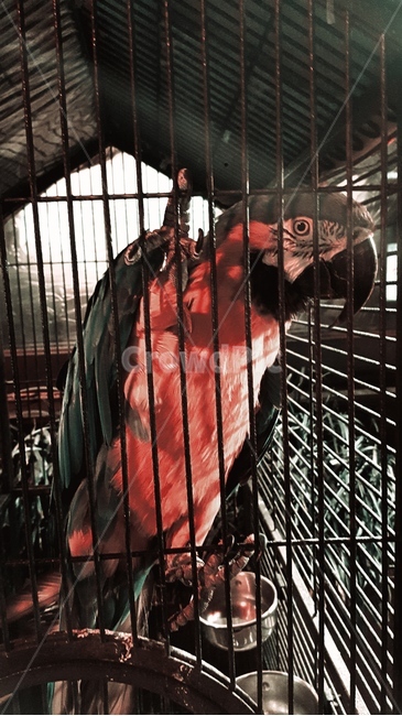 앵무새,새,bird,동물,animal