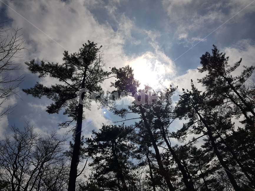 나무,하늘,사려니숲,소나무,자연,힐링,식물,tree,전나무,빛,플레어,자연,풍경,nature,landscape,plant,fir,flare,light