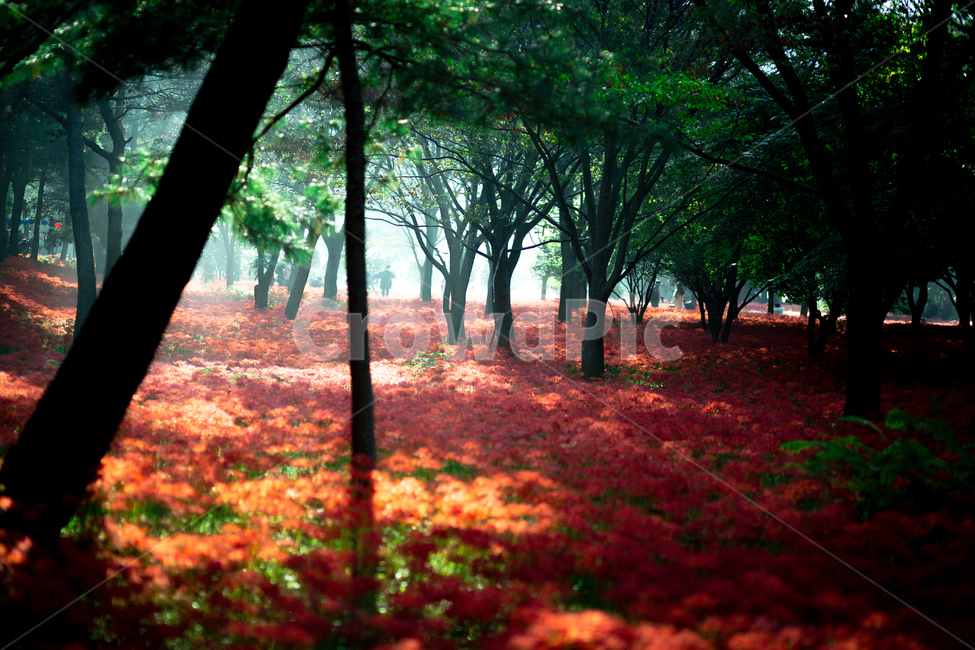 상사화,꽃무릇,일출,아침햇살,빛내림,불갑사,자연,풍경,nature,landscape,tree,나무,plant,식물,tree trunk,나무 줄기,leaf,잎