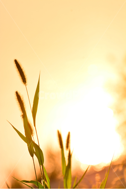 감성,들꽃,강변,강아지풀,노을,바람,파스텔톤,보케,빛망울,석양,해질무렵,sunset,riverside,flowers,아름다운,강물,물,water,분홍색,햇빛,반사,명멸,feeling,emotion,sensible,landscape,야외,풍경,식물,야생화,들풀,오렌지색,그리움,추억,회상,분위기,느낌,식물,자연,plants,nature,휴식,힐링,rest,relaxation,healing