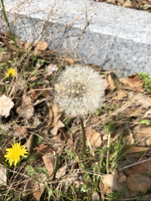 자연,봄,spring,꽃,flower,민들레,식물,자연,plants,nature,꽃,flower
