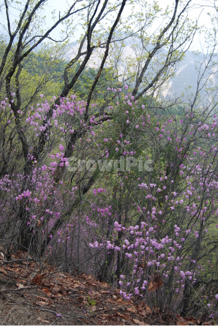 수락산,치마바위,남양주,철쭉,꽃,자연의위대함,등산로,능선,아름다움,신비스런산,돌,산행,힐링,자연,감성,등산,계절,여행,한국,한국명산,한국등산,풍경,눈,나무,하늘,바람,바람소리,환경,생태계,산,땅,자연,풍경,nature,landscape,plant,식물,blossom,flower