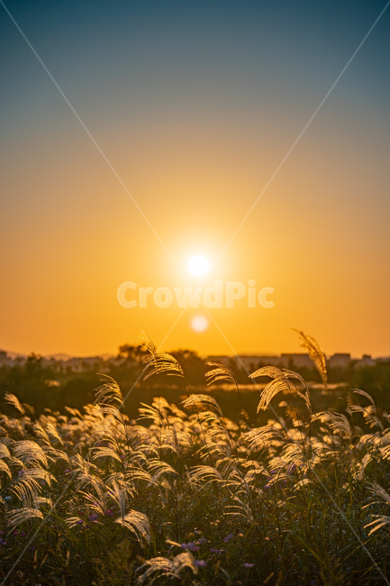 억새,flamegrass,silvergrass,일몰,sunset,sundown,식물,빛,light,자연,자연,풍경,nature,landscape,식물,plants