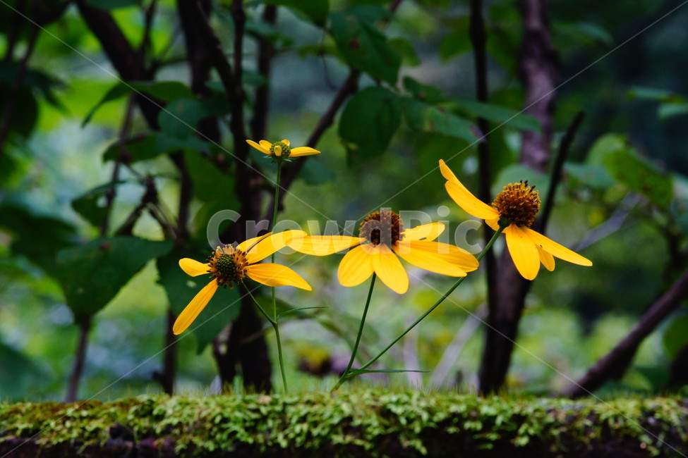 flower,꽃,plant,식물,blossom,식물,자연,plants,nature,꽃,flower