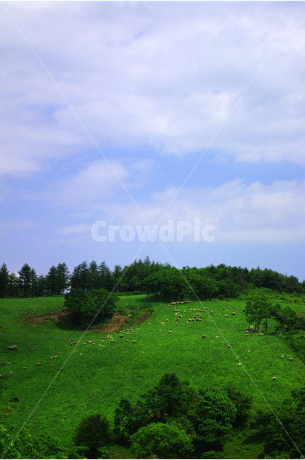 목장,초원,color,풍경,풍광,자연,nature,landscape,하늘,구름,자연,풍경,nature,landscape,field,들,outdoors,옥외,grassland,목초지,plant,식물,grass,잔디